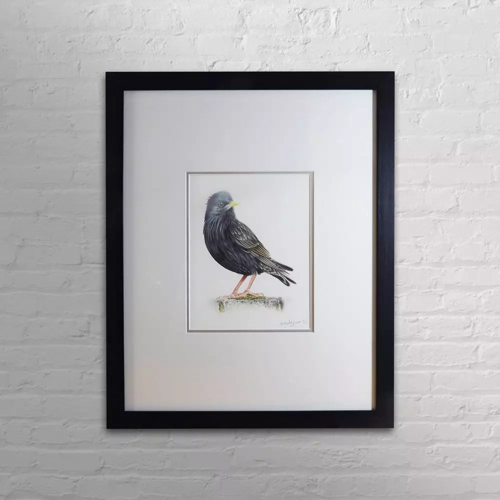 Starling Framed Original